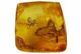 Fossil Spider, Beetle, Fly And Ant Wing In Baltic Amber #109336-7